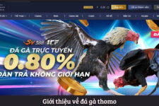 Đá gà Thomo – Trang Web Cá Cược Hàng Đầu Tại Việt Nam